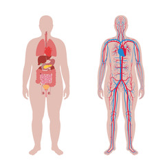 internal organs and circulatory system