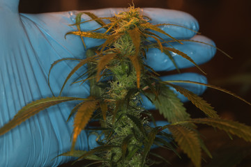 close up scientist hand gloves checking hemp plant . Concept herbal alternative medicine, cbd, pharmaceptical industry
