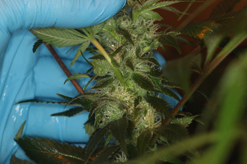 close up scientist hand gloves checking hemp plant . Concept herbal alternative medicine, cbd, pharmaceptical industry