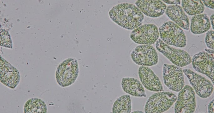 Euglena is a genus of single-celled flagellate Eukaryotes under microscopic view for education.