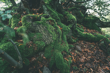 alter, knorriger Baum