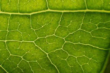 macro of green leaf