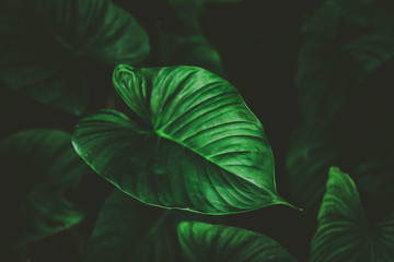 Fototapeta na wymiar Tropical nature green leaf texture abstract background.