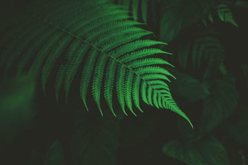 Tropical nature green leaf texture abstract background.
