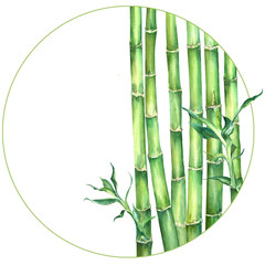 Fototapeta na wymiar Green bamboo 6 stems and leaves in circle