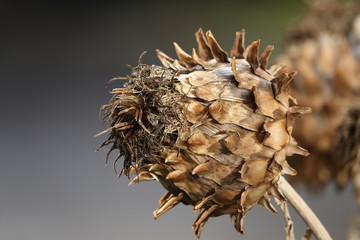 closeup of a dead flower Bud.