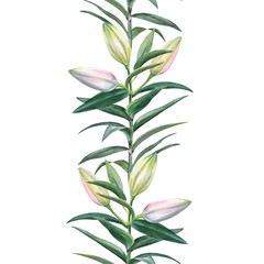   Realistic watercolor botanical illustration: Lily buds .