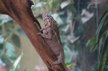 iguana on a branch