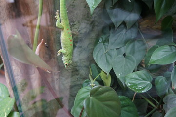green lizard of a tree