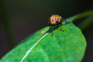 Naklejka premium fly on leaf