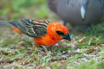 A Red Fody bird ( Foudia madagascariensis ) looking for foods, Seychelles.