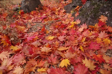 Naklejka na ściany i meble autumn leaves in park