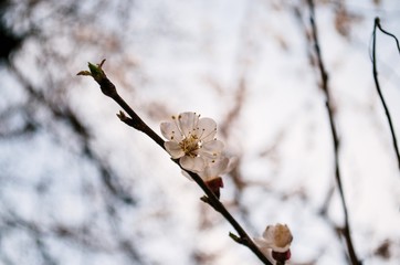 Branch of tree in spring