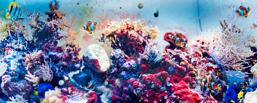 Colorful underwater panorama with fish, corals and seaweed. - Powered by Adobe