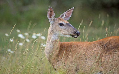 White-tailed Doe