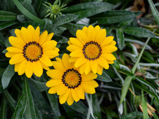 Three big yellow flowers from top view in the garden