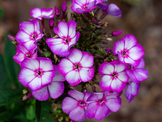 Pink white beautiful flower blossom
