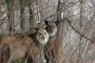 カモシカ