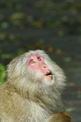 Japanese macaque