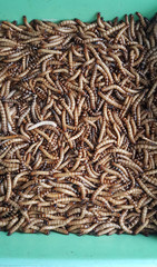 Many worms in the box are used as food for birds and some fish
