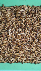 Many worms in the box are used as food for birds and some fish