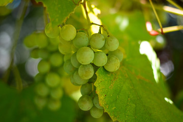 Grappoli d'uva maturi sul vigneto