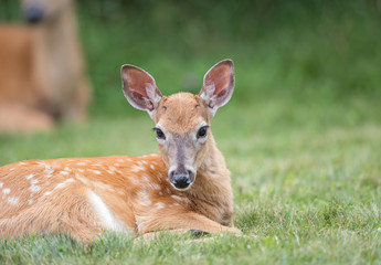 Fawn