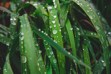 Wasserperlen nach dem Regen auf dem Gras