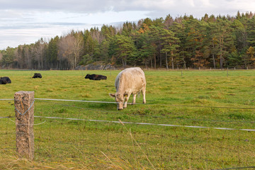 Grazing Cow