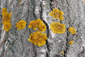 Xanthoria polycarpa lichen on poplar bark, closeup.