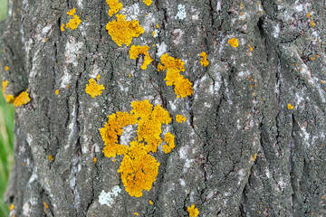 Xanthoria polycarpa lichen on poplar bark, closeup.