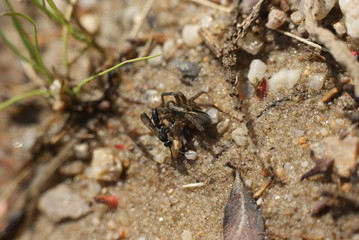 hunting wasp on spider