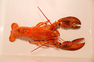 Lobster