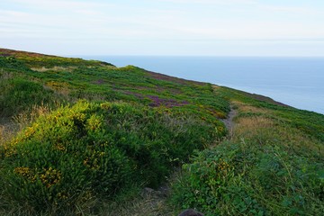 Fields of heathers and other wildflowers on a hill in Howth, Ireland
