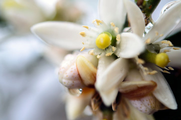 wedding rings on bouquet of white roses