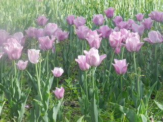 Summer is beautiful