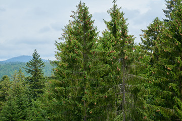 Nationalpark Bayrische Wald von Waldhäuser bis Neuschönau und rund um den Berg Lusen 1373m