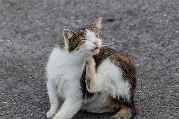 colony of abandoned cats in the street