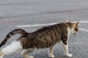 colony of abandoned cats in the street