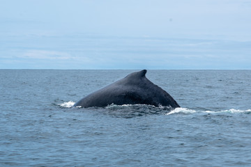 Dos de Baleine