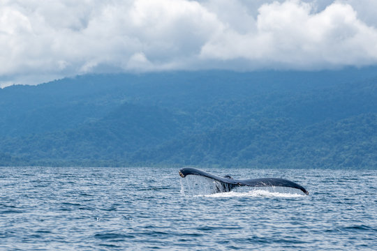 Queue de baleine sur les cotes pacifque 