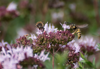 Biene und Hummel