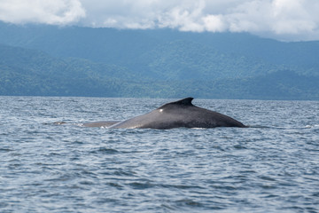 Fototapeta premium Baleines à bosses choco Colombia