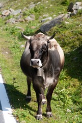cow on mountain pass