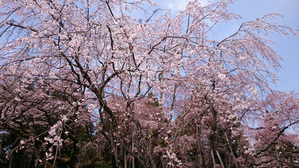 醍醐の桜