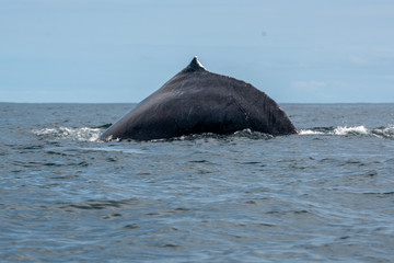 Baleines &agrave; bosse