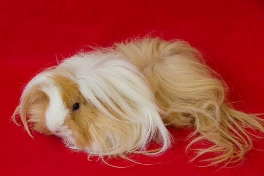 ギニーピッグ Images – Browse 24 Stock Photos, Vectors, and Video