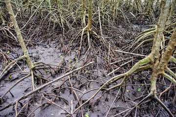 nature sea, mangrove forests, at fertile, Mangrove forests in Thailand.