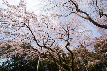 醍醐の桜
