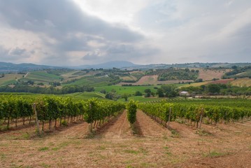 Fototapeta na wymiar vineyard in tuscany